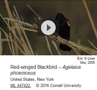 Red-winged Blackbird, ML 447422