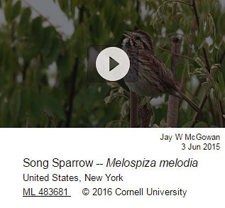 Song Sparrow-ML 483681