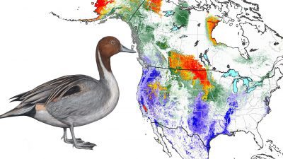 Northern Pintail: Animated Abundance Map from State of North America's Birds 2016