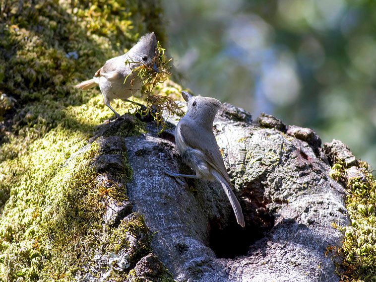 Oak Titmouse by hawk person via Birdshare