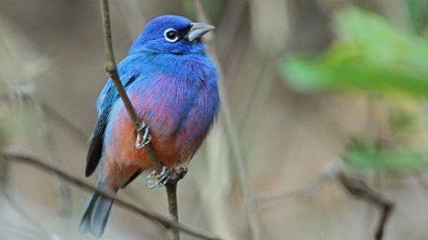 One of the 658 species reported from Mexico on the Global Big Day: Rose-bellied Bunting. Photo by Ian Davies/Macaulay Library.