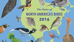 State of North America's Birds 2016, download pdf