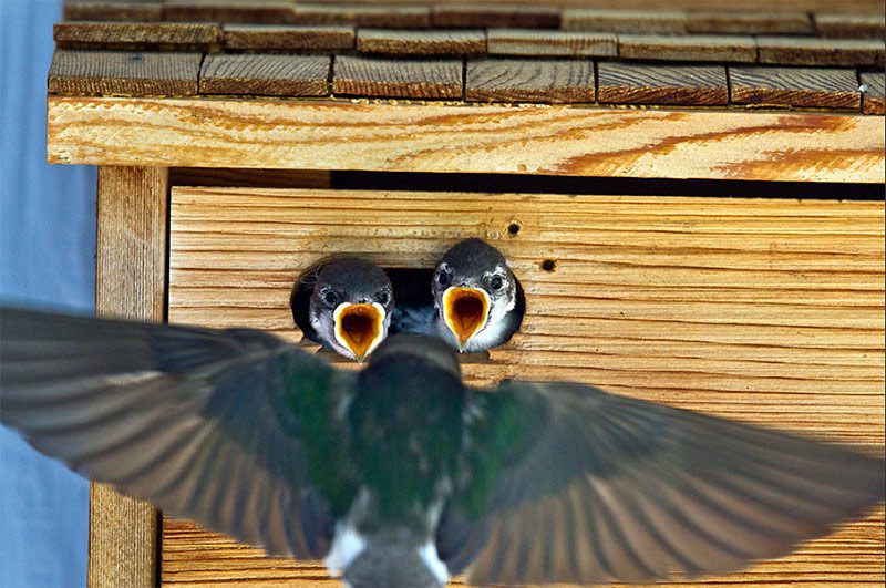 Violet-green Swallows by Christine Haines