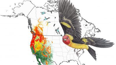 Western Tanager: Animated Abundance Map from State of North America's Birds 2016