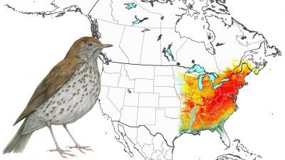 Wood Thrush: Animated Abundance Map from State of North America's Birds 2016