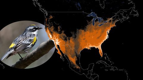 Yellow-rumped Warbler: Animated Abundance Map from State of North America's Birds 2016
