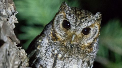 flammulated owl by gordon karre
