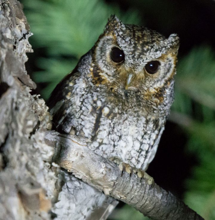 flammulated owl by Gordon Karre