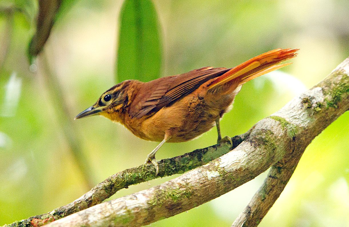 The last known Alagoas Foliage-gleaner photographed in Pernambuco, Brazil, in November 2011. Photo by Ciro Albano/NE Brazil Birding.