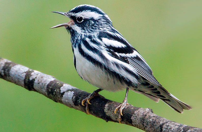Black-and-white Warbler by Brian Hix