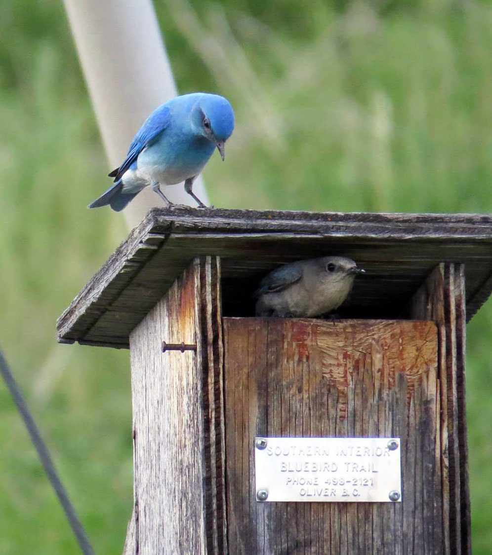 Mountain Bluebird pair by S. and R. Proulx