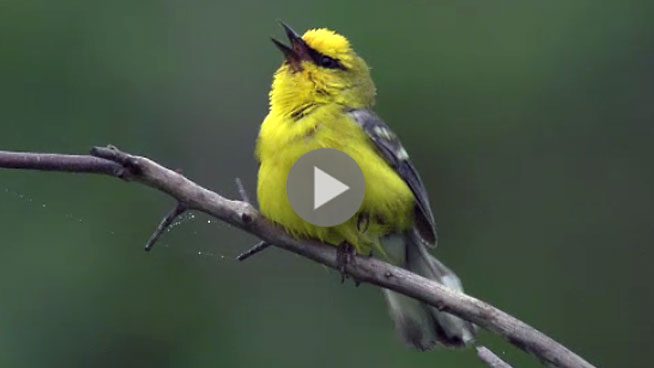 BLue-winged Warbler singing video from Macaulay Library Ben Clock