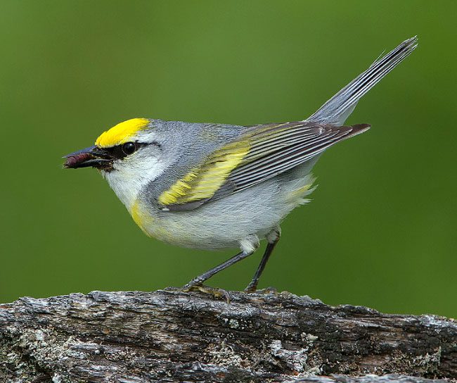 Brewster's Warbler by Corey Hayes via Birdshare.