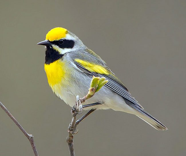 Brewster/Lawrence's Warbler by COrey Hayes via Birdshare.