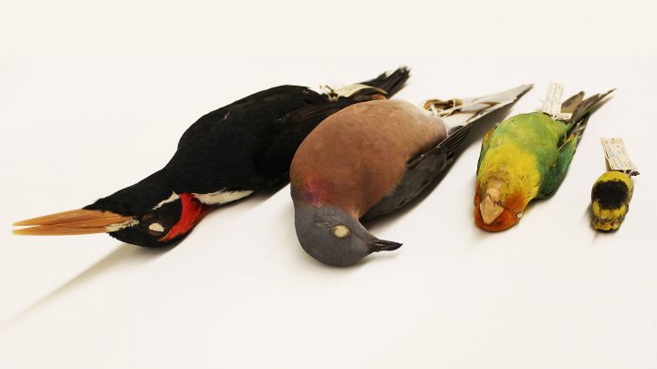 Species lost in the 20th century in North America—Ivory-billed Woodpecker, Passenger Pigeon, Carolina Parakeet, and Bachman’s Warbler. Photo courtesy of Cornell University Museum of Vertebrates