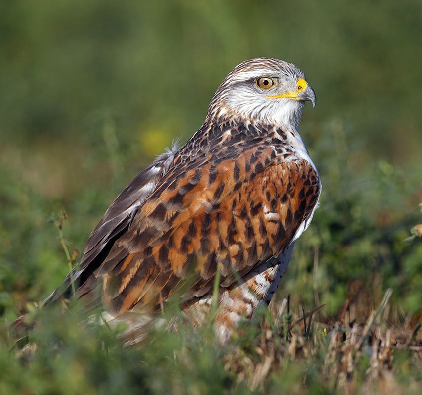 A Ferruginous Hawk by Gary Kramer