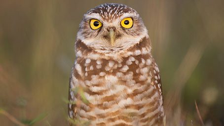 Burrowing Owl by Ray Hennessy via Birdshare