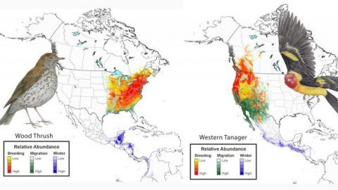 State of North America's Birds eBird points