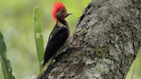 Helmeted Woodpecker by Martjan Lammertink
