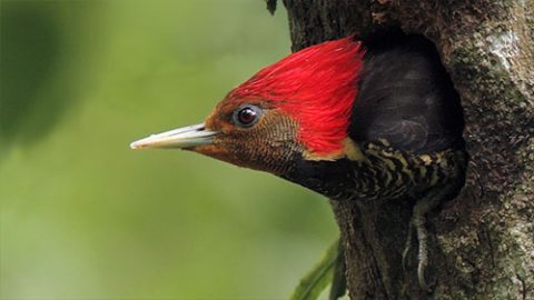 Helmeted Woodpecker by Martjan Lammertink
