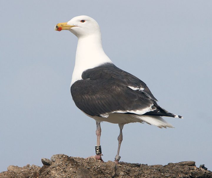 Greater Black-backed Gull. Photo by Jim Coyer.