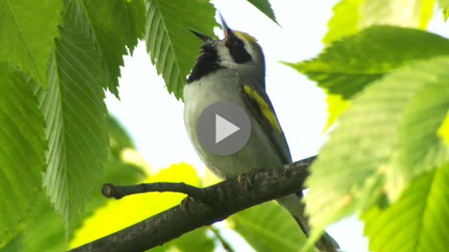 Goledn-winged Warbler singing video