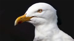Herring Gull by peter Orr via Birdshare