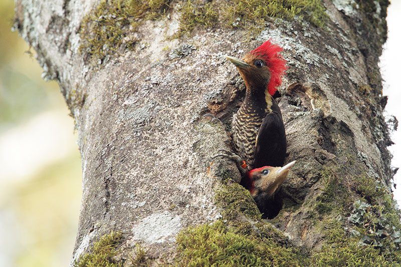 A female Helmeted Woodpecker and her recently fledged juvenile look out from their shared roost cavity. Photo by Martjan Lammertink.