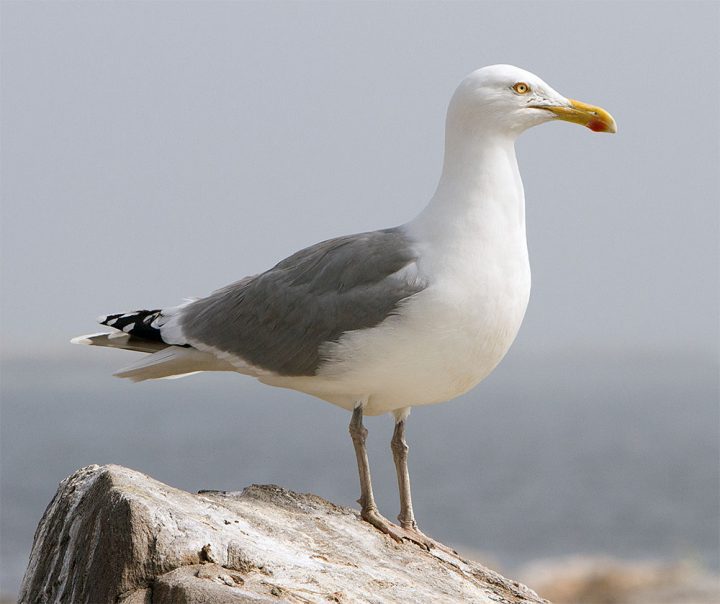 Herring Gull. Photo by Jim Coyer.