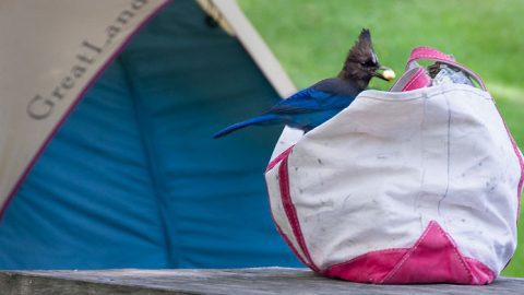 Stellar's Jay on campground, Birdshare- GeorgeOfTheGorge