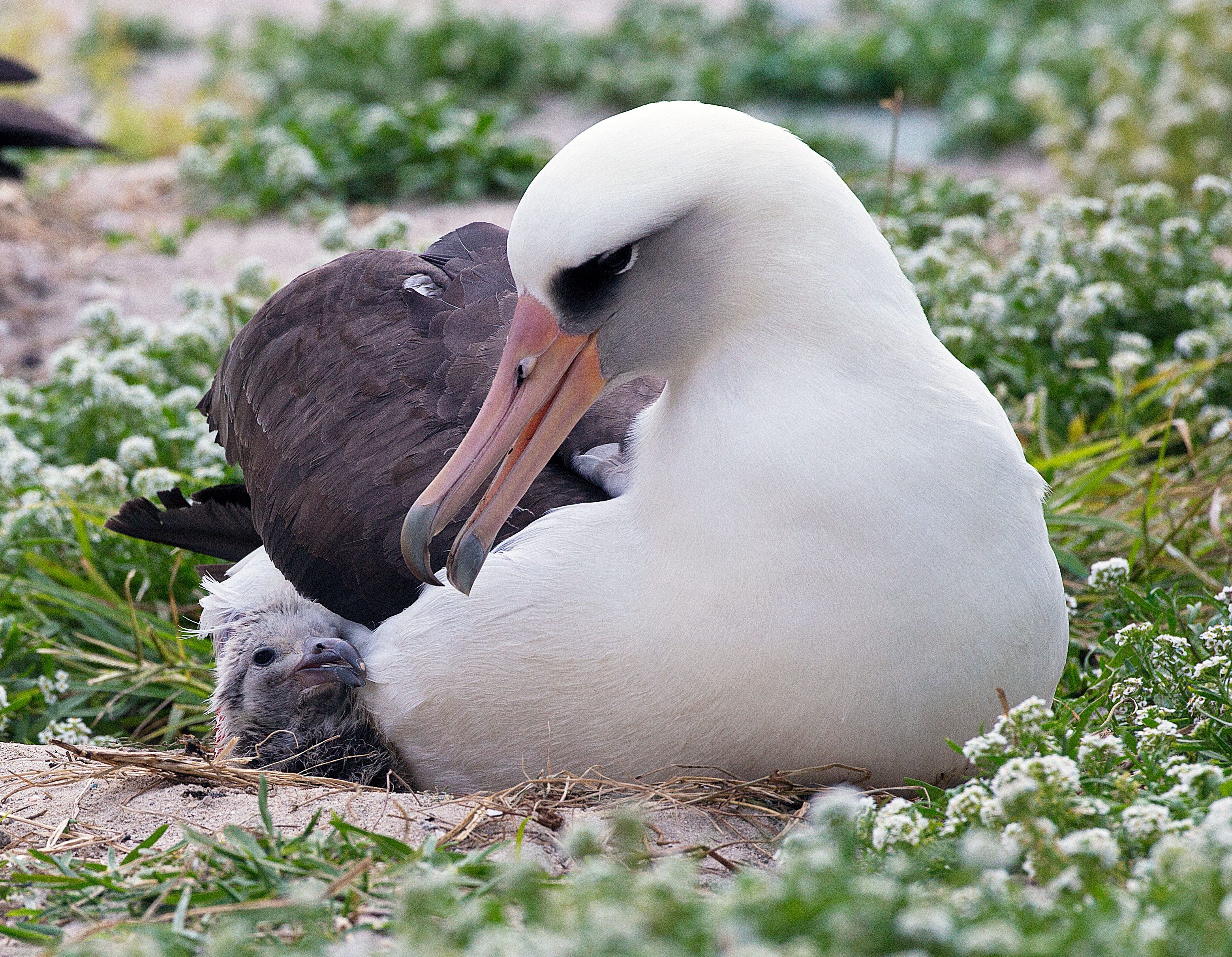 Wisdom, Laysan Albatross, and chick in 2014. Photo by weedmandan via birdshare