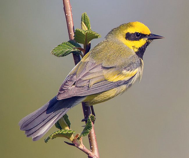 Lawrence's Warbler by Corey Hayes via Birdshare.