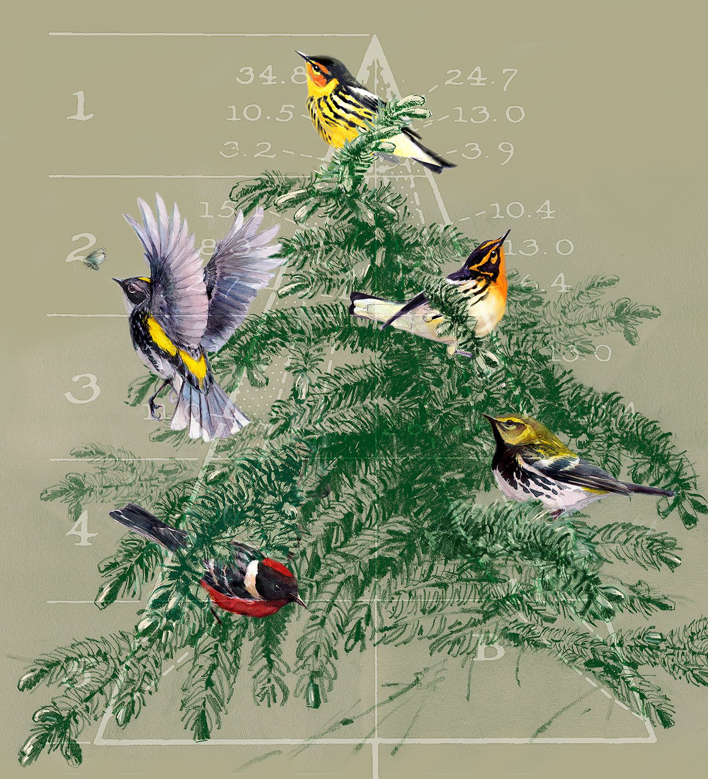 In his research published in 1958, Robert MacArthur famously included sketches that noted the foraging differences among warblers in the spruce trees. For each warbler species, he denoted areas of the tree where that warbler species spent most of its feeding time (clockwise from top: Cape May, Blackburnian, Black-throated Green, Bay-breasted, and Yellow-rumped warbler). Illustration by Deborah Kaspari.