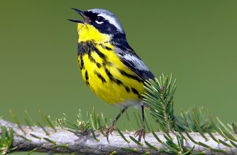 magnolia Warbler by Brian Small