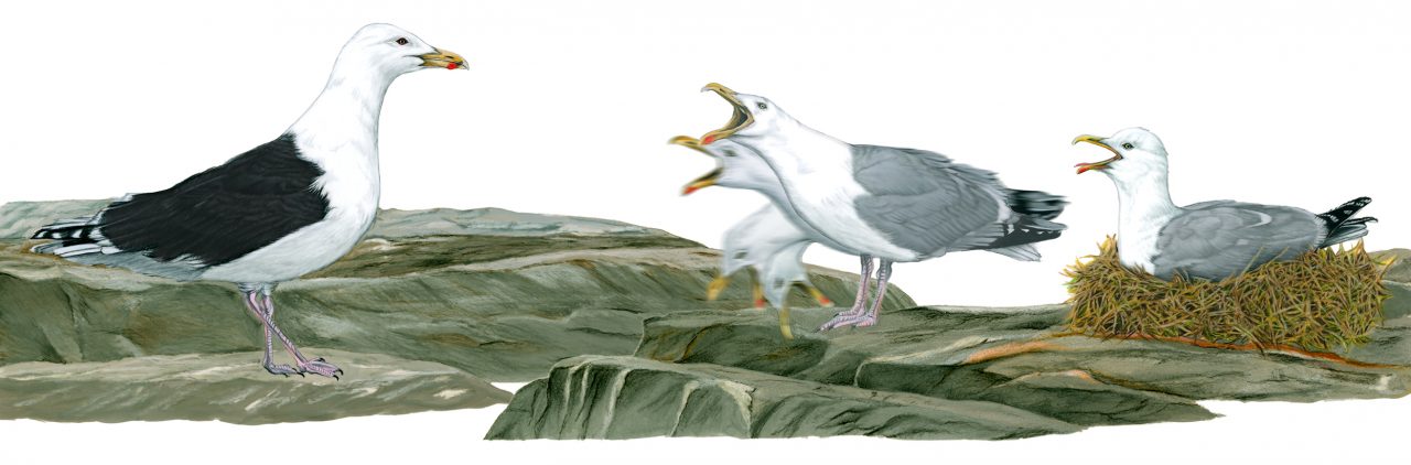 Long Calls by Gulls. Illustration by Chloe Lam