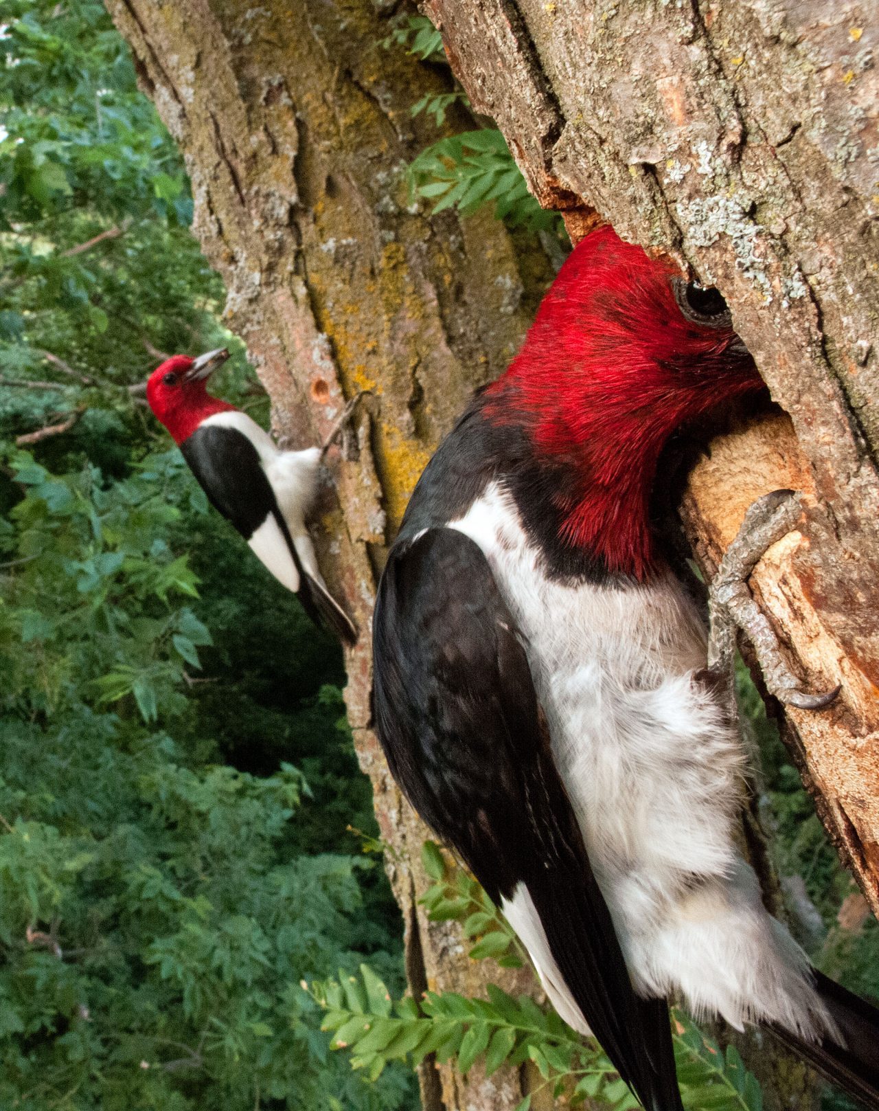 Red-headed Woodpeckers by Joel Sartore