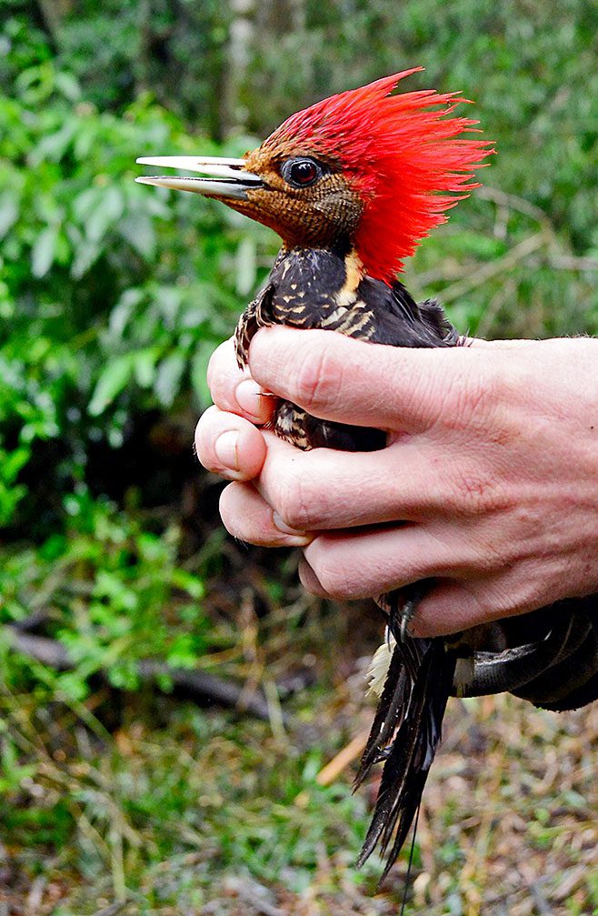Lammertink carefully holds an adult female Helmeted Woodpecker ready to be released after she was banded and outfitted with a radio-transmitter attached to her tail. Photo by Tim Gallagher.