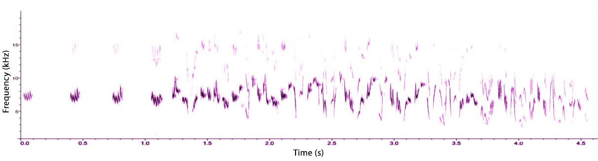 This spectrogram shows the mother fairywren's song as a graph of frequency (pitch) over time. 