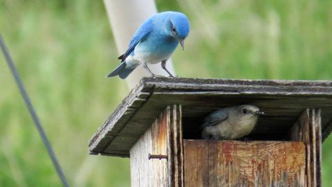 Mountain Bluebird pair by S. and R. Proulx