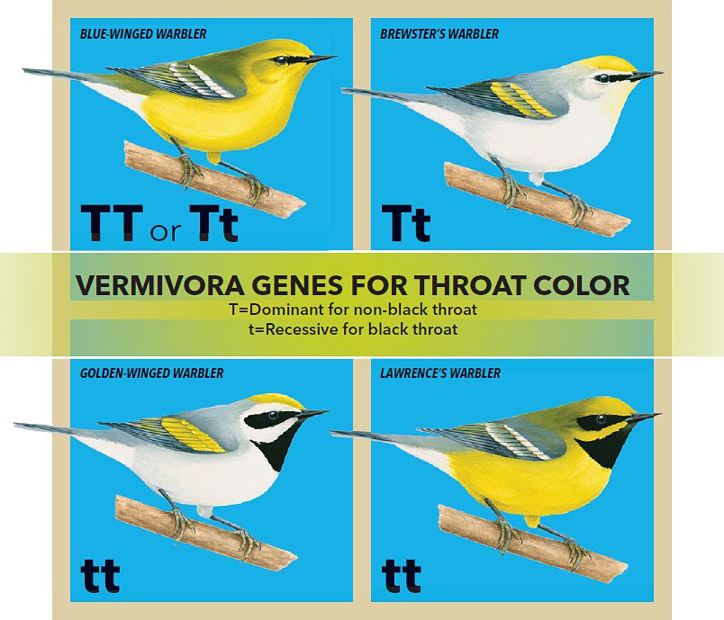 New research from the Cornell Lab of Ornithology’s Fuller Evolutionary Biology Program shows that the genetic differences between Goldenwinged and Blue-winged Warblers are found in just six regions (or .03 percent) of their entire genomes. One of those regions contains genes that control throat coloration. Illustrations by Liz Clayton Fuller, Bartels Science Illustration Intern.