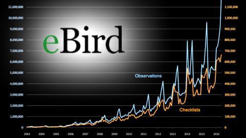 eBird observation growth