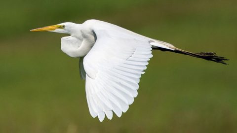 Great Egret—a classic post-breeding or post-fledging wanderer worldwide, and prime target for many days! Photo by Charles Shields/Macaulay Library.