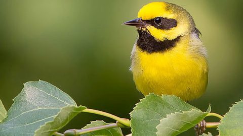 Lawrence's Warbler by Corey Hayes