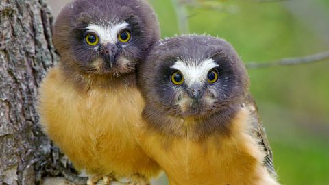 Young Northern Saw-whet Owls- by Gerrit Vyn