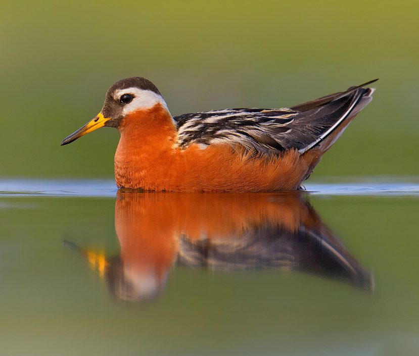 The study found elevated blood mercury concentrations in breeding Arctic shorebirds, particularly in Semipalmated Sandpiper, Red Phalarope, Long-billed Dowitcher, and Pectoral Sandpiper. Photo of Red Phalarope by BN Singh via Birdshare.