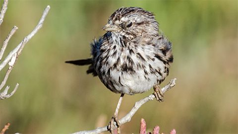 Song Sparrow in California by Byron Chin via Birdshare