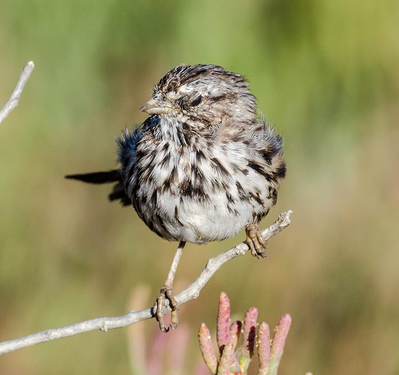 404 Song Sparrows were observed in the study. 42% had feather-degrading bacteria. The study found that ground-foraging species, like Song Sparrow, are more likely to have bacteria associated with feather degradation. Photo by Byron Chin via Birdshare.