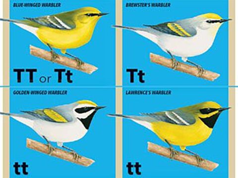 New research from the Cornell Lab of Ornithology’s Fuller Evolutionary Biology Program shows that the genetic differences between Goldenwinged and Blue-winged Warblers are found in just six regions (or .03 percent) of their entire genomes. One of those regions contains genes that control throat coloration. Illustrations by Liz Clayton Fuller, Bartels Science Illustration Intern.