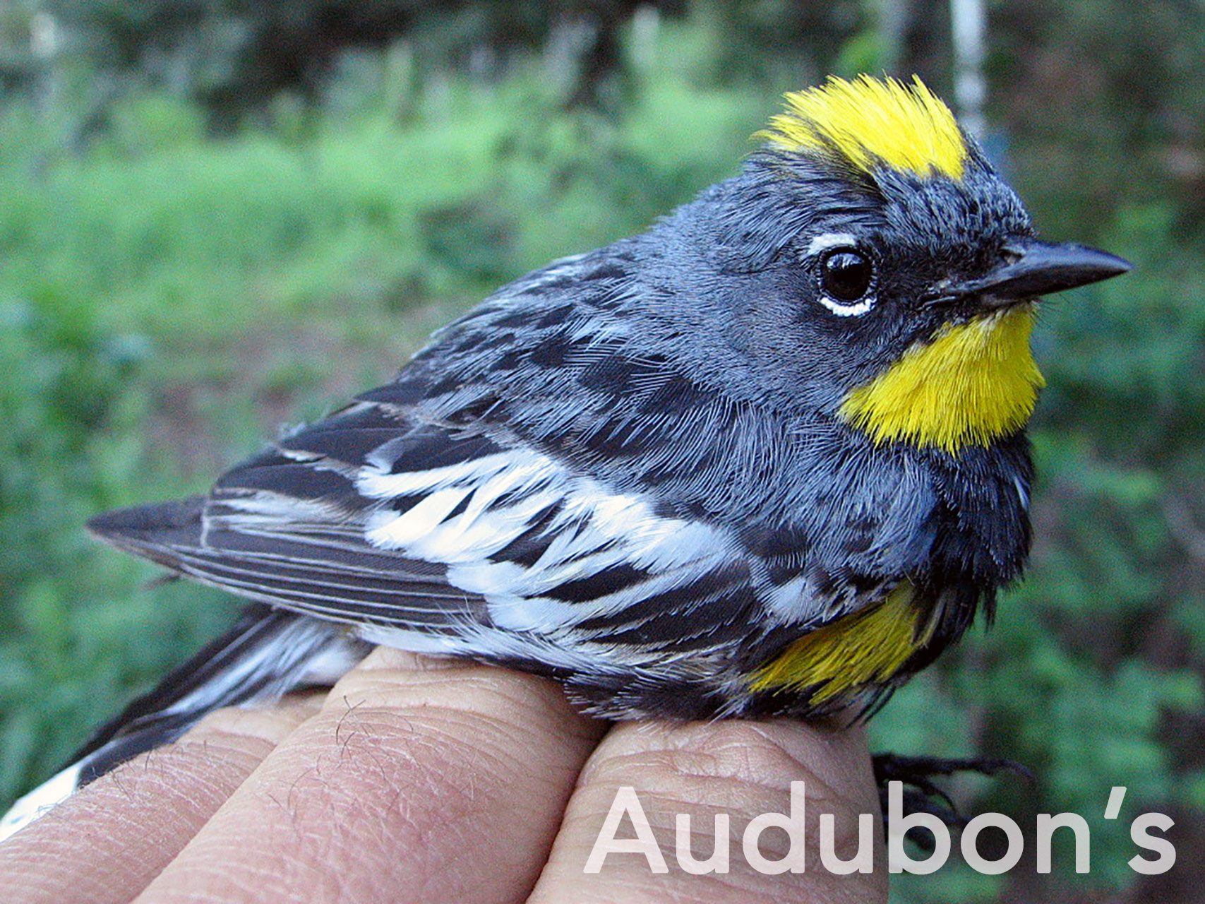 What Species of Bird Has Yellow on the Back: Stunning Yellow-Backed Birds Revealed