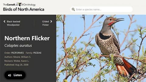 new Birds of North America online